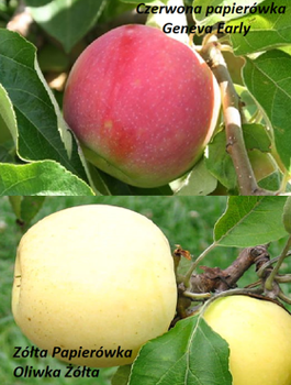 Duo-Apfelbaum Rote und Gelbe Klarapfel - Wurzelnackte Pflanze