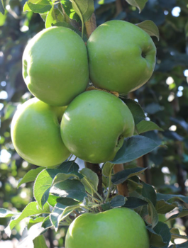Säulen-Apfelbaum Green Cats - Wurzelnackte Pflanze