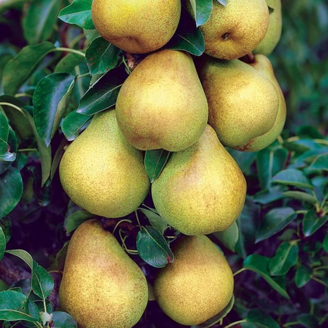 Birnenbaum Mini Zwerg Sunrise Obstbaum Birne 120 cm / 160 cm