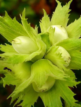 Haselnussbaum Joanna - Wurzelnackte Pflanze