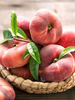 Flachpfirsich Saturn - Wurzelnackte Pflanze