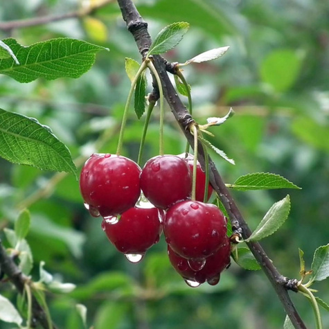 Säulenkirsche selbstfruchtbar Staccato Obstbaum Süßkirschen 80cm / 140cm