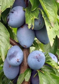 Hauszwetsche - Wurzelnackte Pflanze