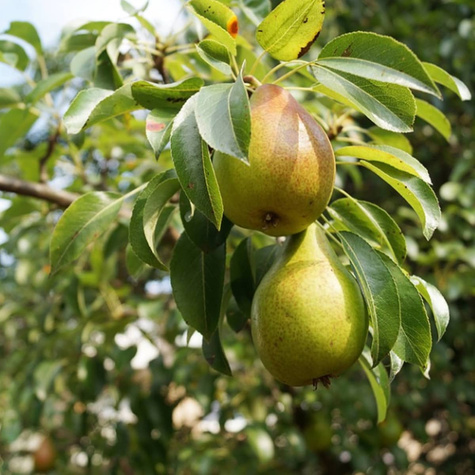 Birnenbaum Amfora - Wurzelnackte Pflanze