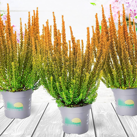 3x Heidekraut Skyline Las Vegas orange – Pflanzenset