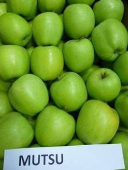 Apfelbaum Mutsu - Wurzelnackte Pflanze