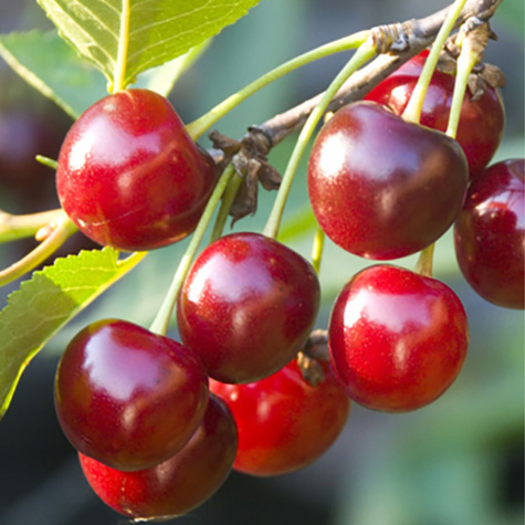 Kirschbaum Glas große alte Vielfalt Obstbaum Kirsche 80cm / 140cm