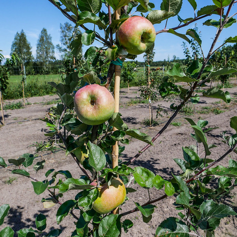 Apfelbaum ‚Kronselska’ (Gravensteiner) - Wurzelnackte Pflanze