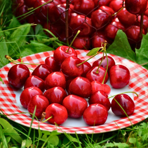 Säulenkirsche selbstfruchtbar Skeena Obstbaum Süßkirschen 80cm / 140cm
