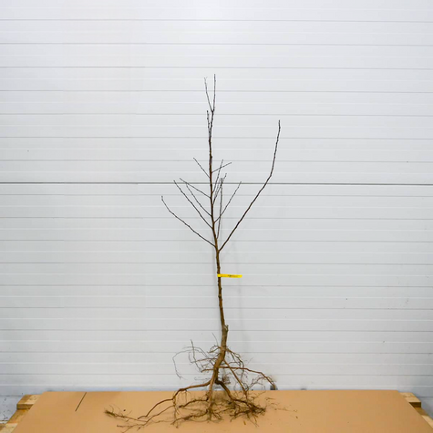 Aprikosenbaum Early Orange - Wurzelnackte Pflanze