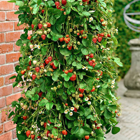 10 Stk. Erdbeerpflanze 'Selva' Klettererdbeeren, Immertragende