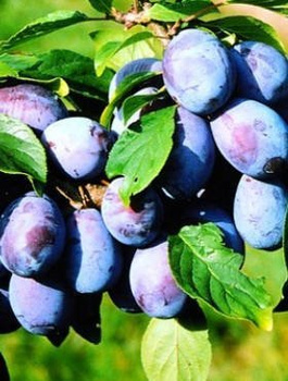 Pflaumenbaum Presenta - Wurzelnackte Pflanze