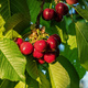 Säulenkirsche Burlat Obstbaum Süßkirschen 80cm / 140cm