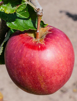 Apfelbaum Jonaprince - Wurzelnackte Pflanze