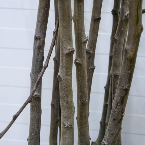 Pflaumenbaum Oneida - Wurzelnackte Pflanze