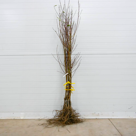 Nektarine Fantasia - Wurzelnackte Pflanze