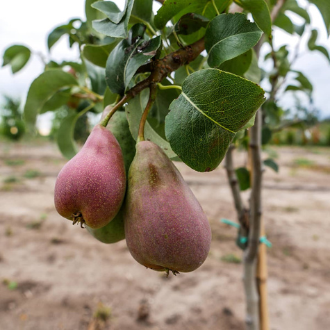 Birnenbaum Xenia - Süße Wintersorte - Wurzelnackte Pflanze