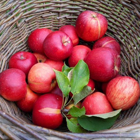 Apfelbaum Bohemia - Wurzelnackte Pflanze