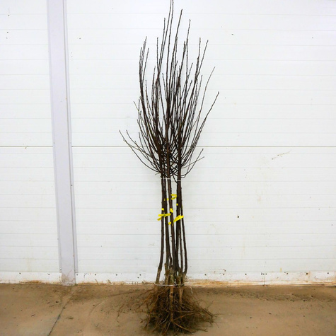 Renklode Althana - Wurzelnackte Pflanze