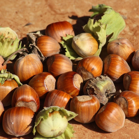 Katalonski Obstbaum Haselnuss 80cm / 140cm