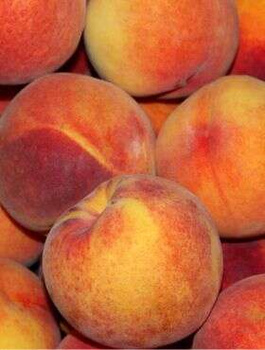 Pfirsichbaum Royalvee - Wurzelnackte Pflanze