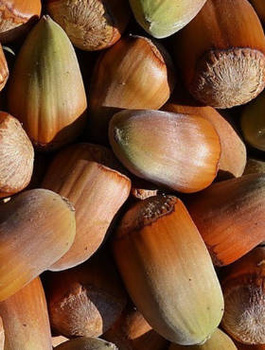 Haselnuss Trapezundski - Wurzelnackte Pflanze