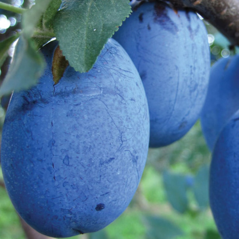 Pflaumenbaum First - Wurzelnackte Pflanze 