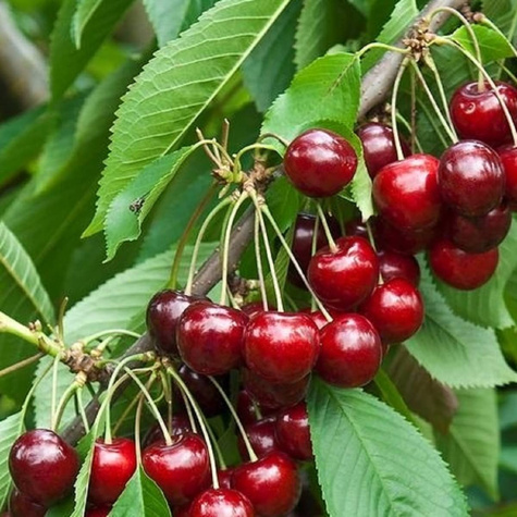Säulenkirsche typu Techlovan Obstbaum Süßkirschen 80cm / 140cm