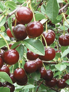 Sauerkirsche Lucyna - Wurzelnackte Pflanze