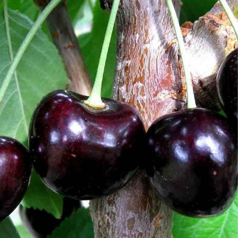 Kirschbaum Kasandra große und schmackhafte Früchte Obstbaum Kirsche 80cm / 140cm