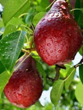 Birnenbaum Red Faworytka (Rote Clapp’s) - Wurzelnackte Pflanze