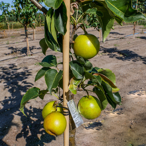 Birnenbaum Asiatischer Nijisseiki New Century najs³odsza Obstbaum Birne 80cm / 140cm