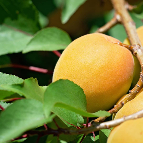 Afrikosenbaum Früh aus Morden - Wurzelnackte Pflanze