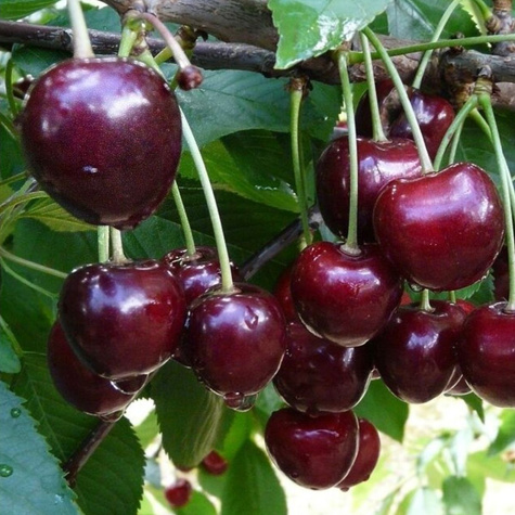 Säulenkirsche Halb Zwerg Fabiola späte alte Sorte Obstbaum Süßkirschen 80cm / 140cm