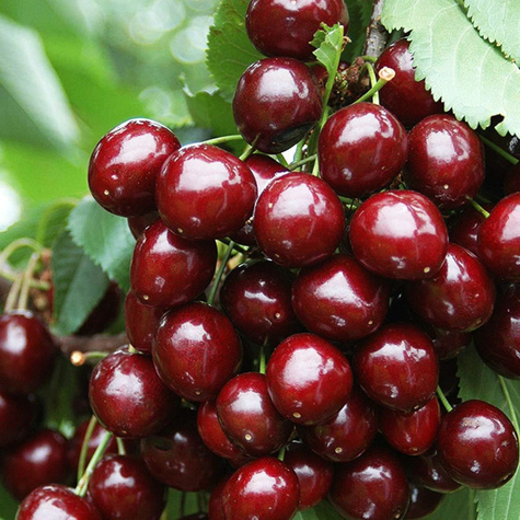 Säulenkirsche Simona Obstbaum Süßkirschen 80cm / 140cm