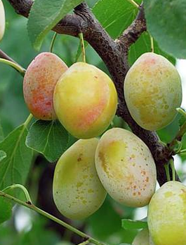 Säulen-Pflaumenbaum Goldene Mirabelle - Wurzelnackte Pflanze