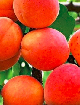 Aprikosenbaum Harogem - Wurzelnackte Pflanze