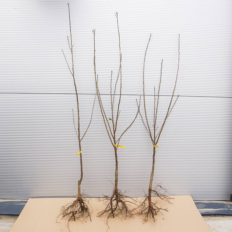 Große Glaskirsche – wurzelnackte Pflanze