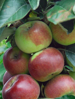 Säulen-Apfelbaum Flamenco - Wurzelnackte Pflanze