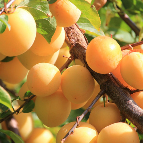 Pflaumenbaum Japanisch Shiro Obstbaum Pflaume 80cm / 140cm