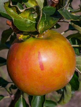 Säulenapfelbaum Suncats - Wurzelnackte Pflanze