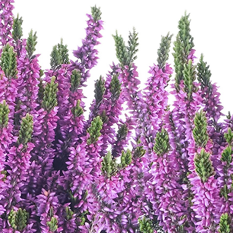 3x Violette Knospenheide – Pflanzenset