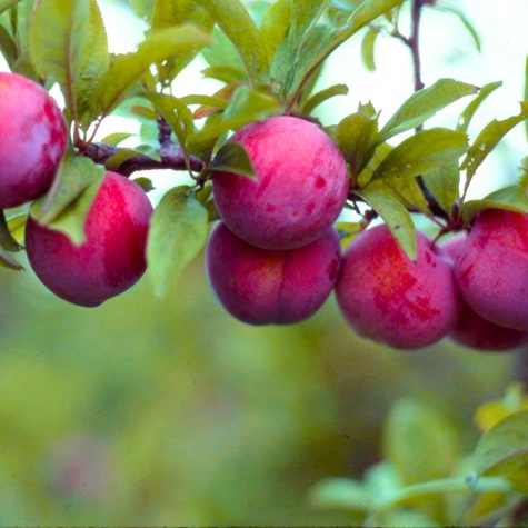 Pflaumennectarine Ozark Premier - Wurzelnackte Pflanze