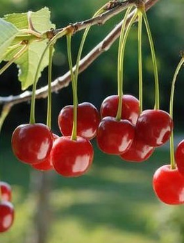 Sauerkirsche Nana - Wurzelnackte Pflanze