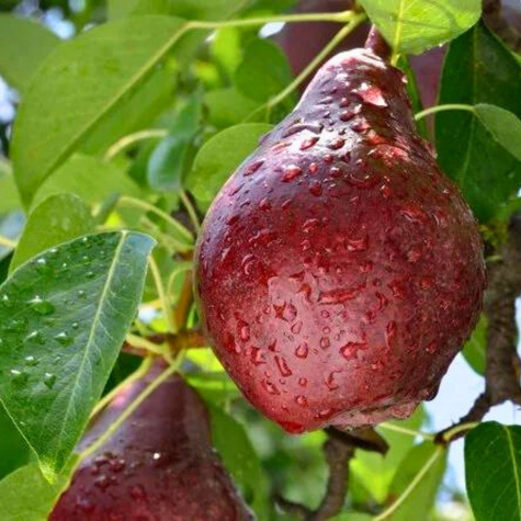 Birnenbaum Rot Faworytka Klapsa Obstbaum Birne 80cm / 140cm