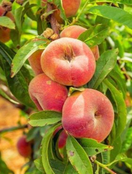 Flachpfirsich Paraguayo UFO - Wurzelnackte Pflanze