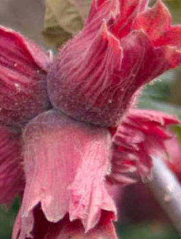 Haselnuss Lamberta Rot - Wurzelnackte Pflanze