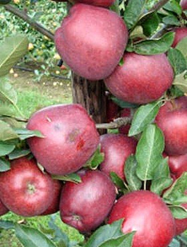 Apfelbaum Red Chief Camspur - Wurzelnackte Pflanze