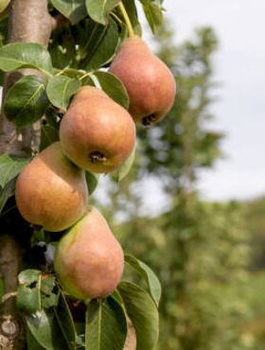Säulen-Birnenbaum Obelisk - Wurzelnackte Pflanze