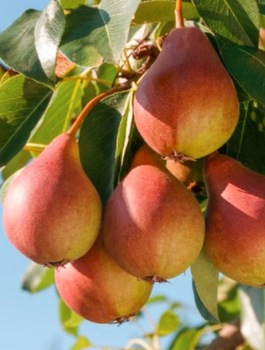 Säulen-Birnenbaum Decora - Wurzelnackte Pflanze
